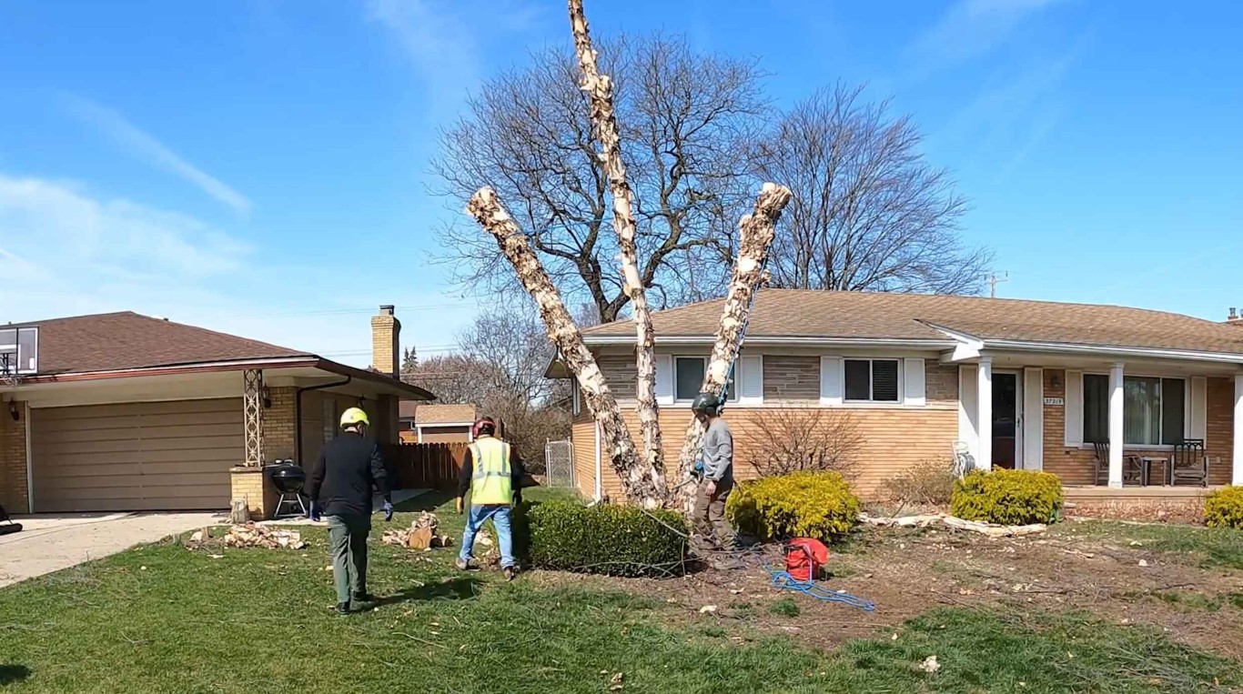 Shrub & Hedge Trimming in Los Banos, CA